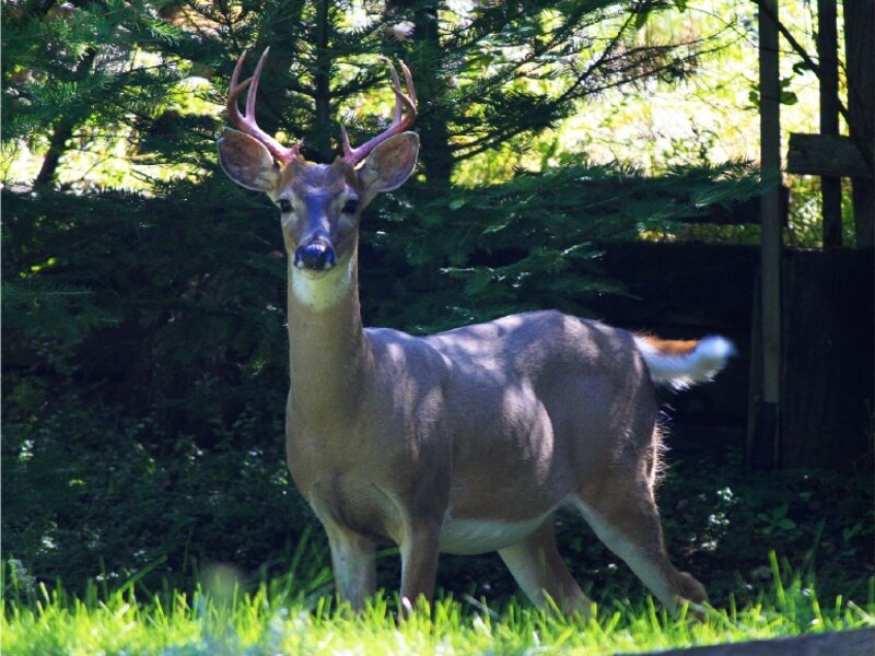Buck strutting his "new" antlers