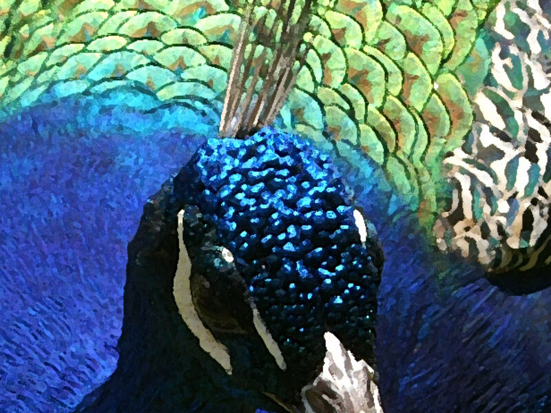 Peacock