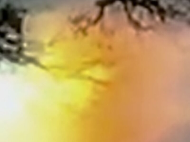 Sun and Tree sun 