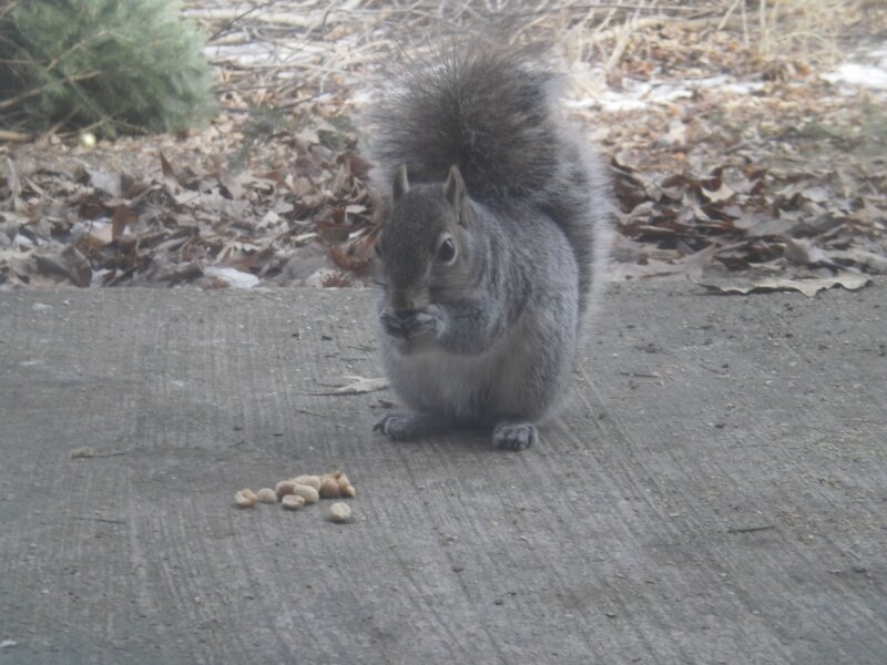PEANUT