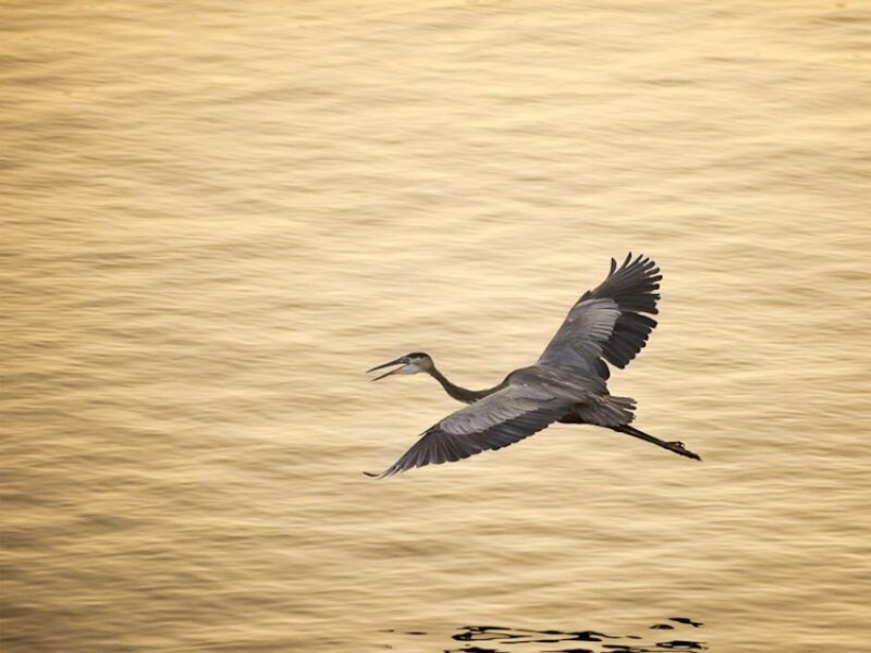 Golden flight