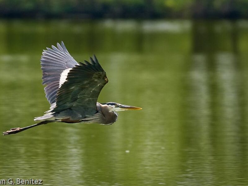 Summer flight