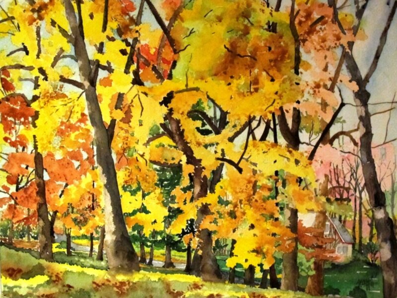 The large maple 