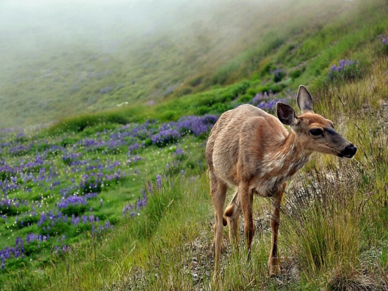 Hurricane Ridge