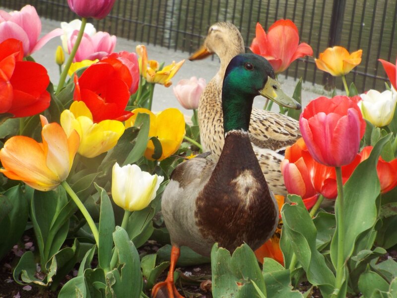 Tulips at the Duck Pond