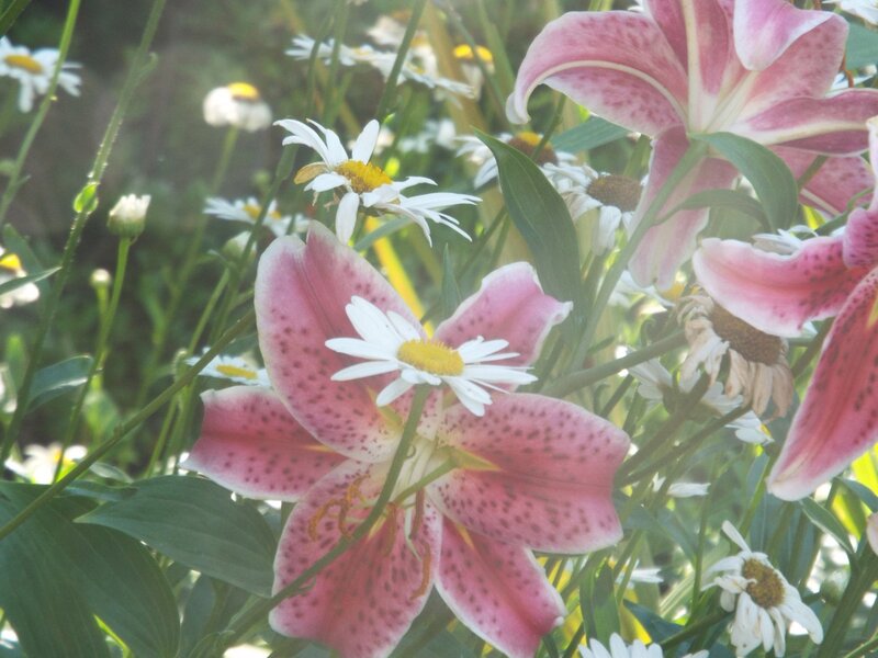 Daisies and Lillies