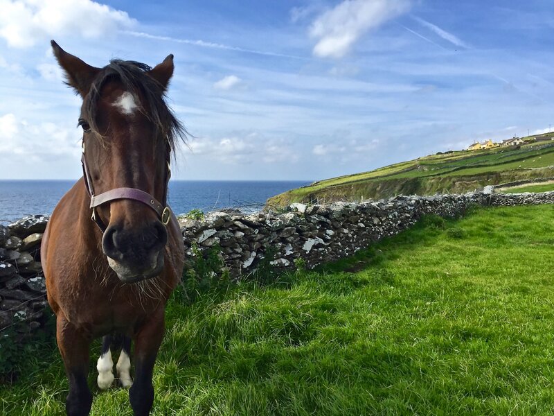 Gaelic Gelding