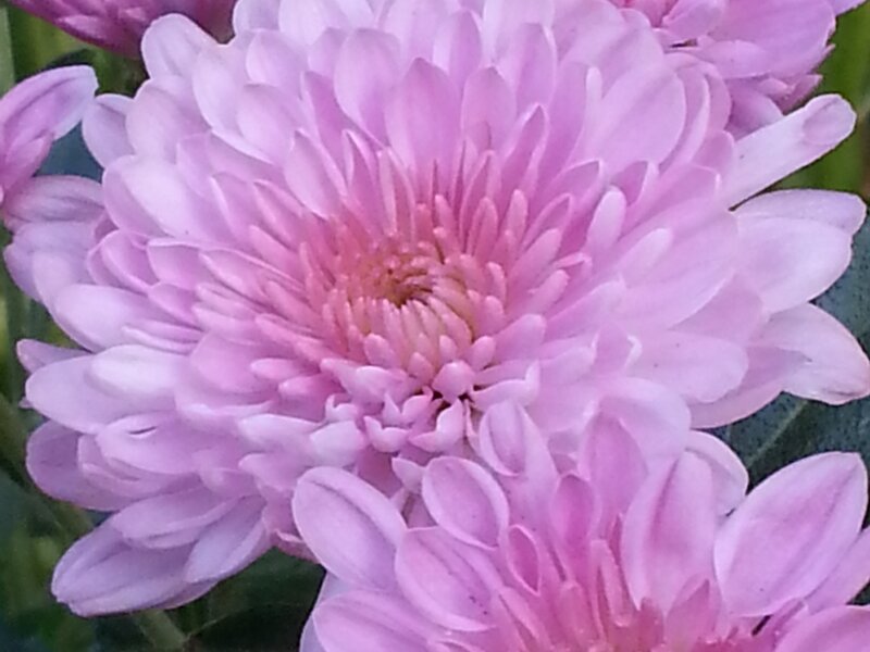 Pink Mums