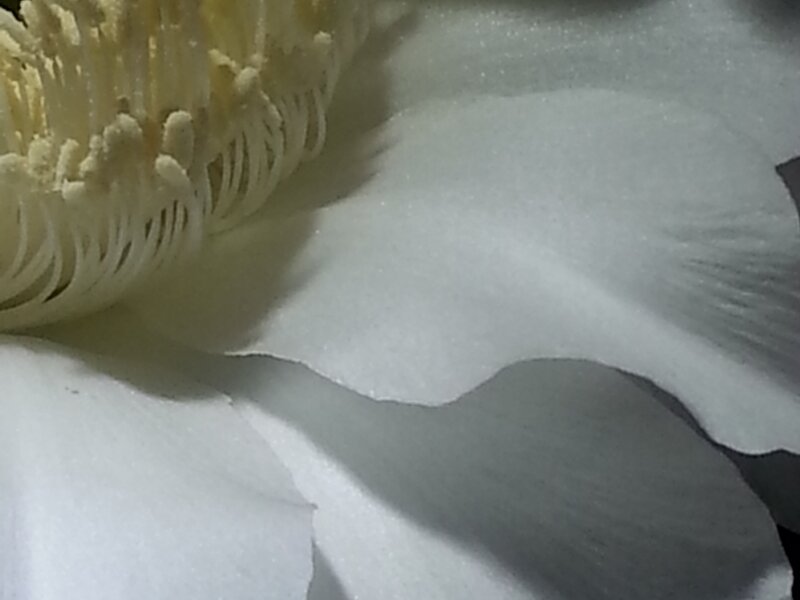 Night Blooming Beauty