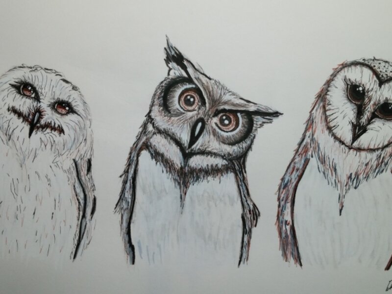 Sibling Owls