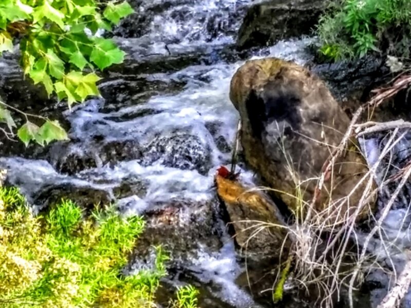 Creek pic near Medina lake