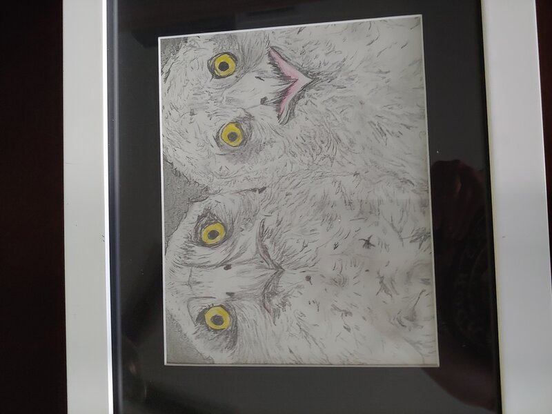 The owls