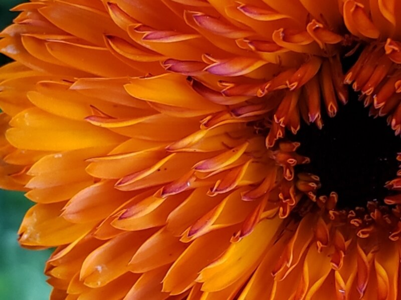 Red and Orange Calendula