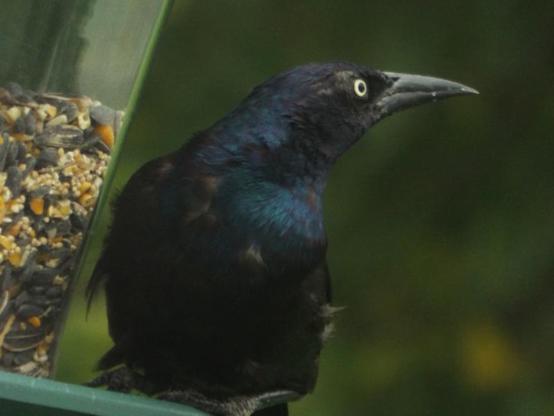 The Grackle