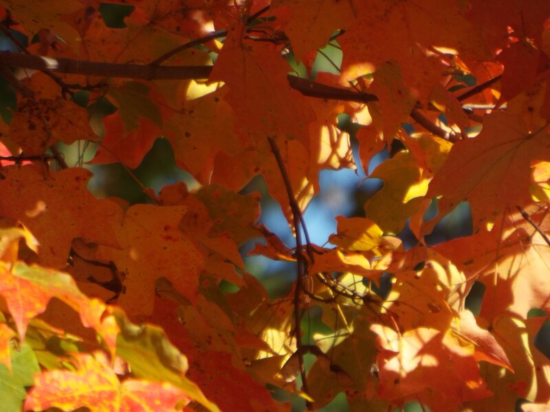 The Grandeur of Fall