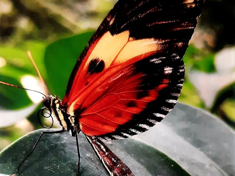 This Gorgeous Monarch Butterfly Photography Artpiece was taken by myself, Barilyn, and is done in "Truliformat. 