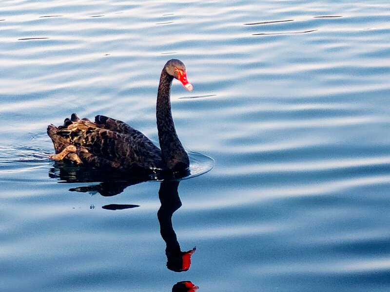 black swan on a lake