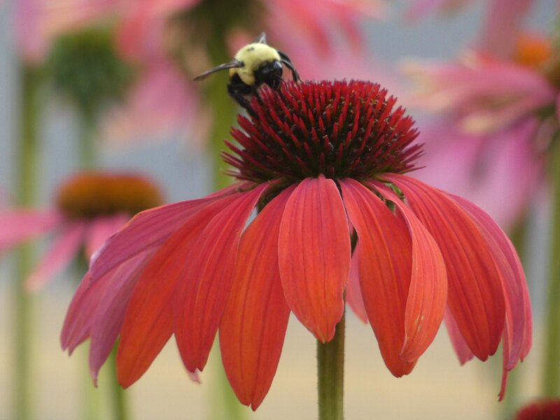 Bee on coneflower 