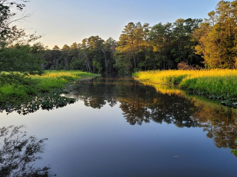 South view of Butler Mill Branch, Seaford