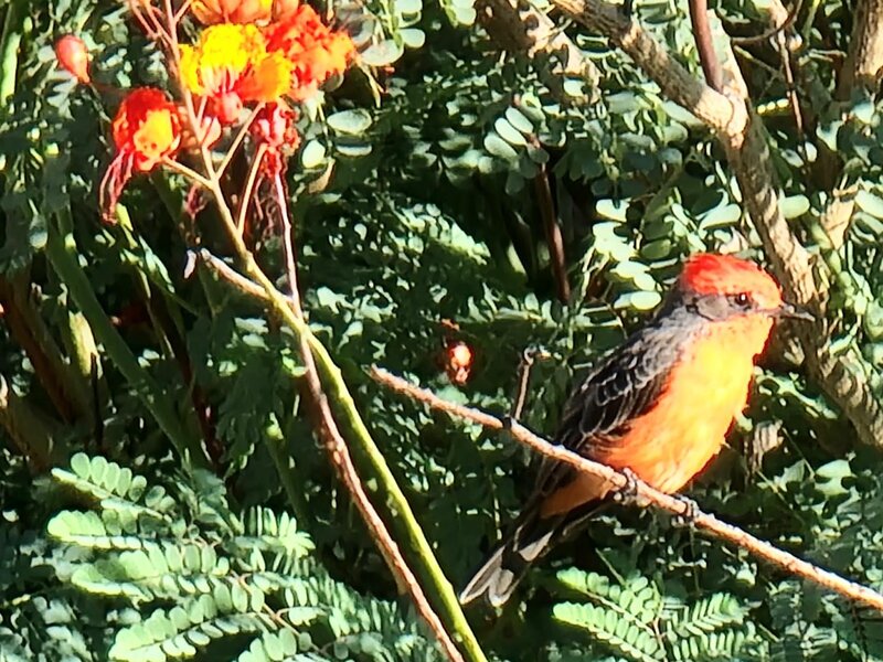 Birds of Paradise