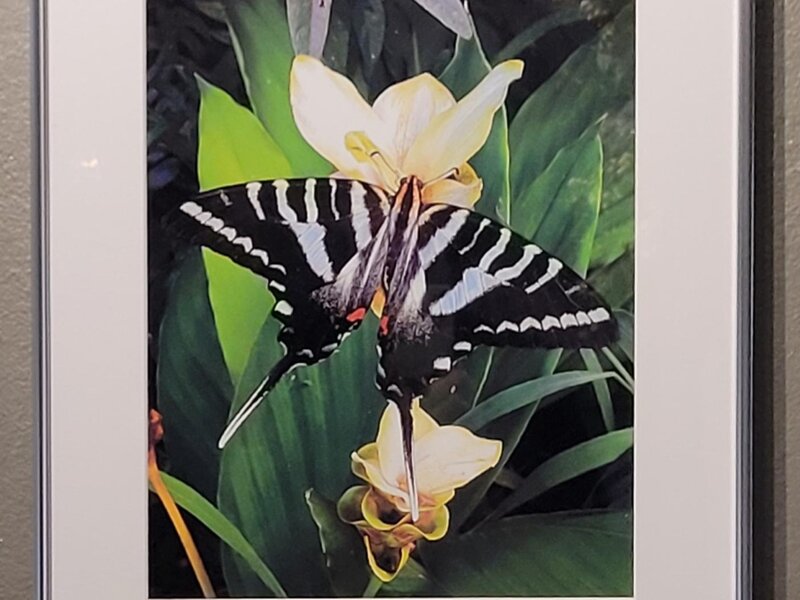 Zebra Swallowtail