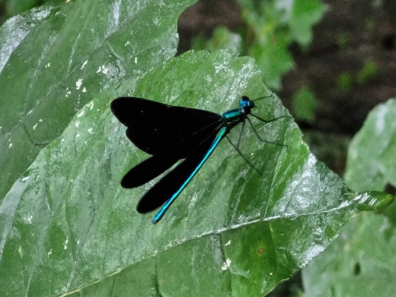 Blue Darter Respite