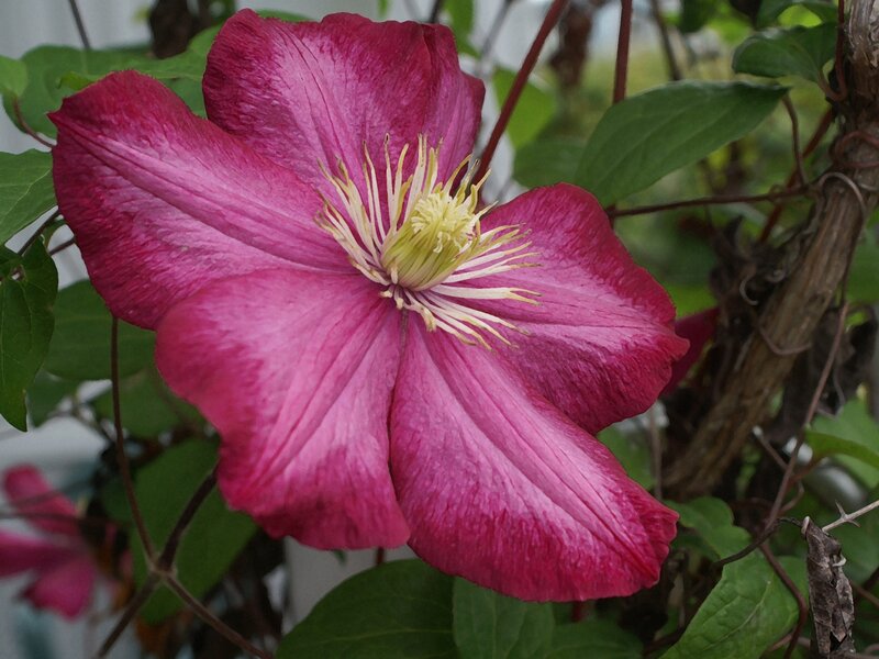 Clematis