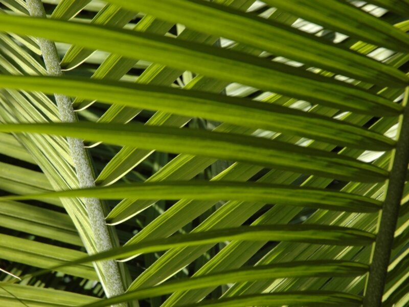 Light and a Shade of Green