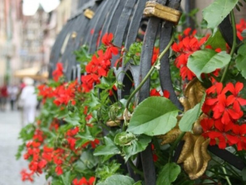 window box of live