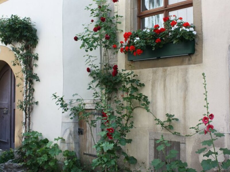 vines of love