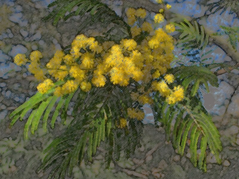 Acacia