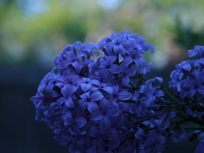 Lilacs