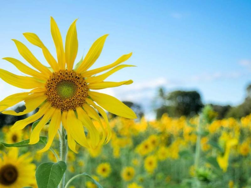 Simsbury Sunflowers