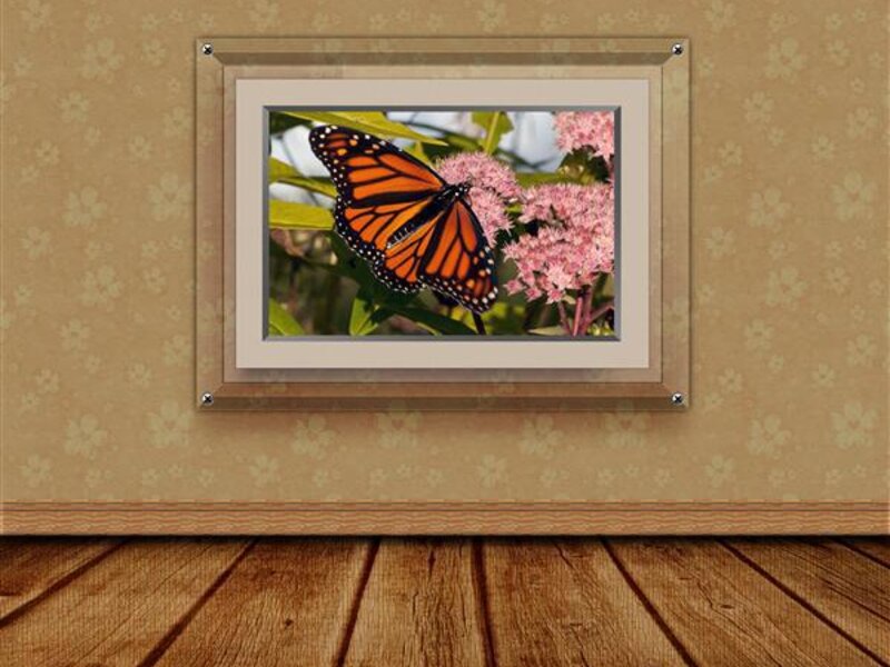3D Butterfly Room