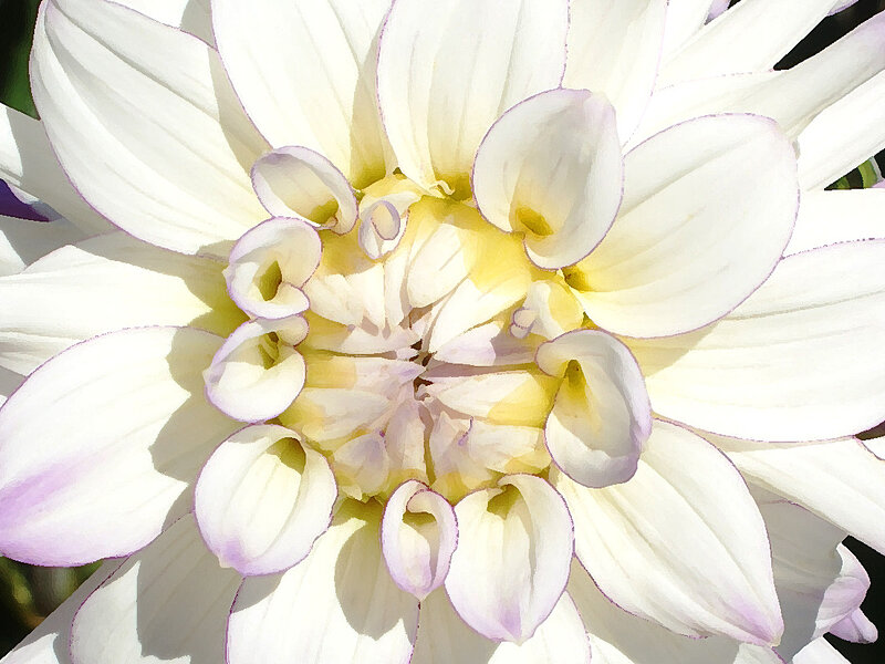 Dahlia Series Number 1