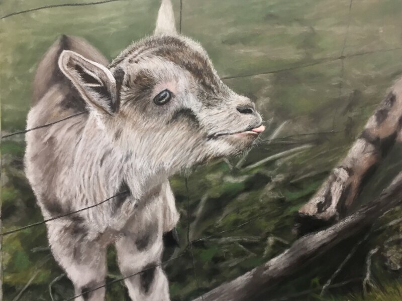 Silly Goat