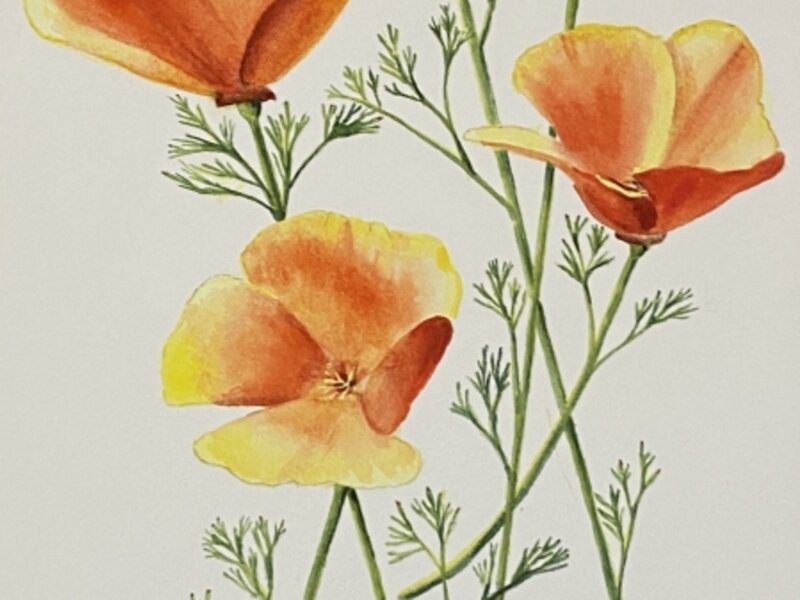 California Poppies