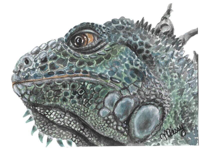 Gepeto the Iguana
