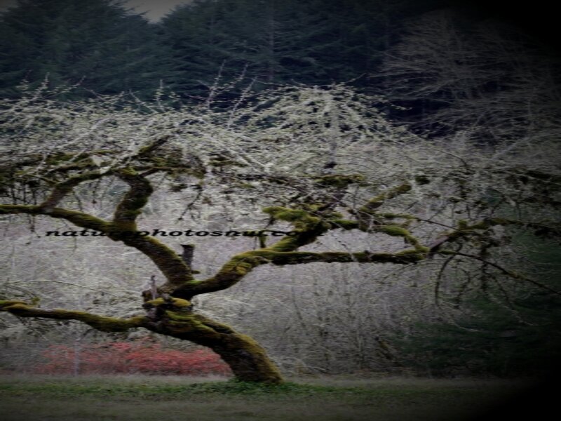 Trees of Spring