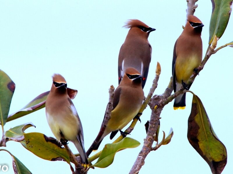 4 waxwings