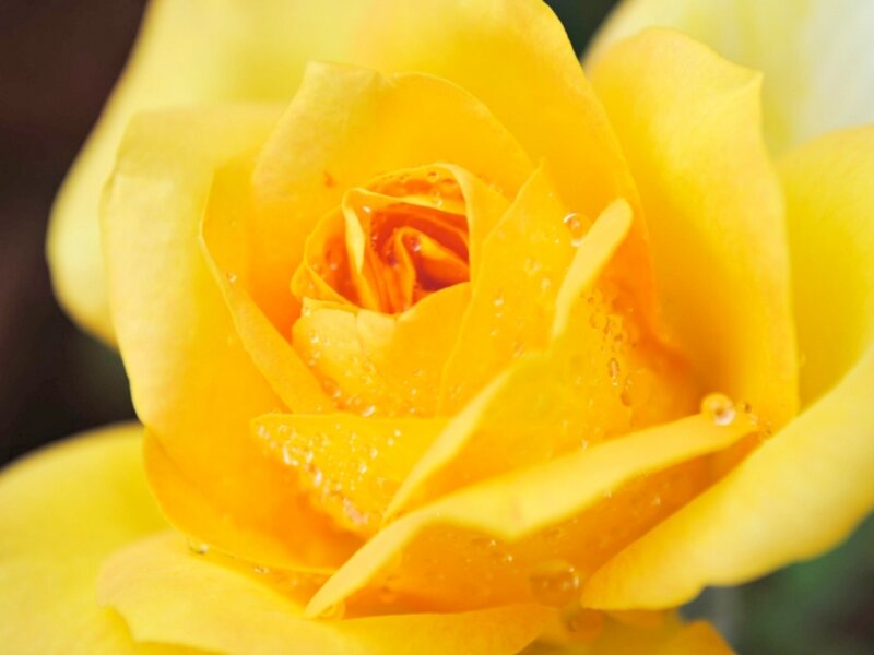 Rain drop on a rose