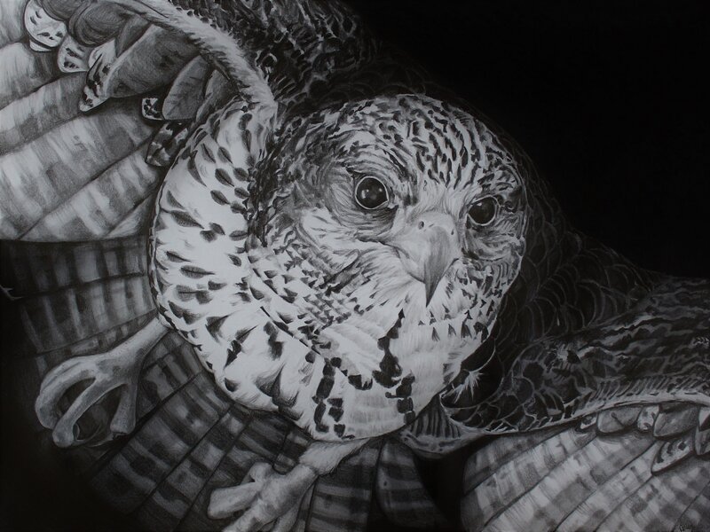Falcon