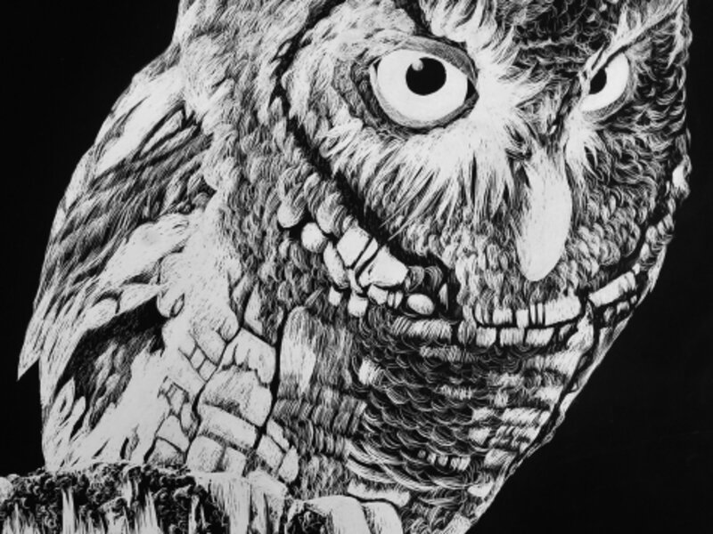 Owl