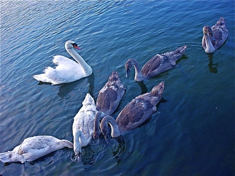 Story of Agnes - Seven-Swans-A-Swimming
