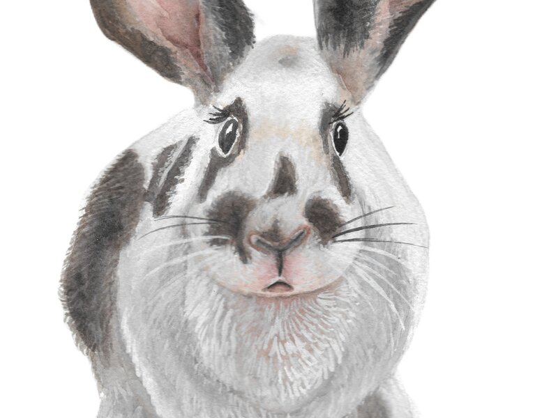 Notty the Rabbit