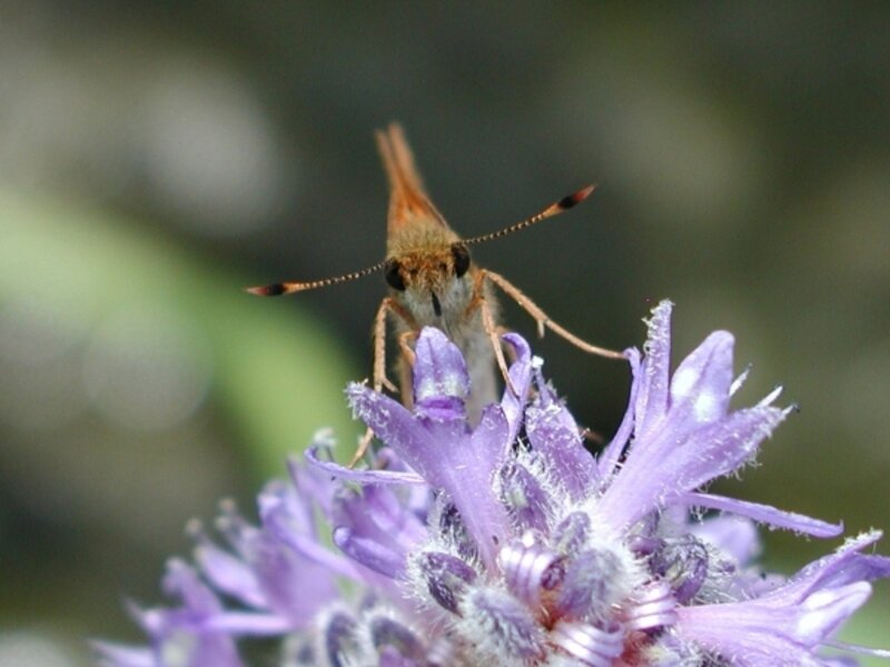 Fiery Skipper