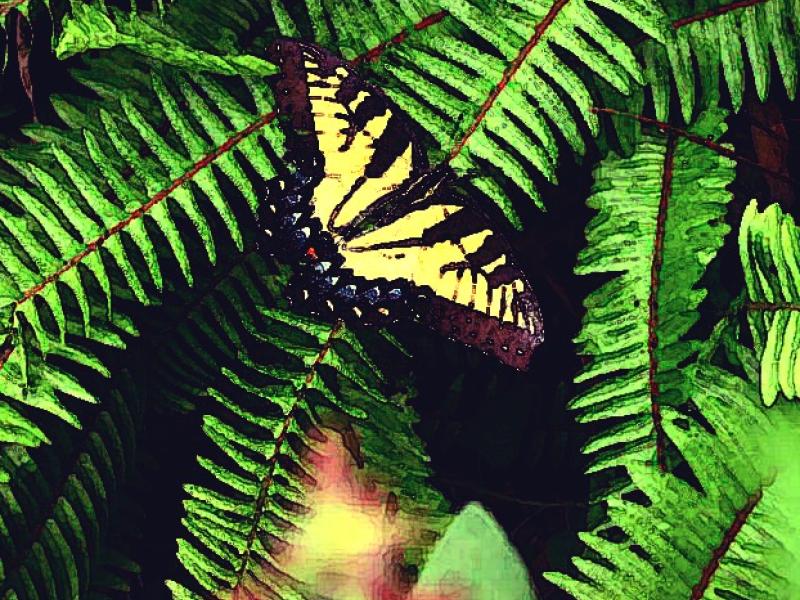 Butterfly on Fern