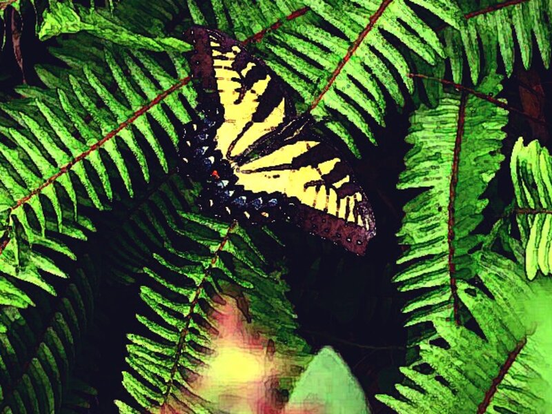 Butterfly on Fern