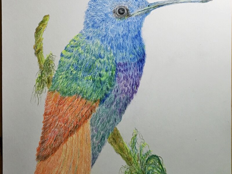 Bird 