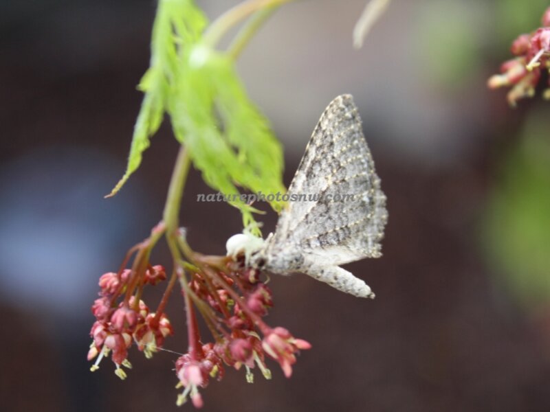 Moth